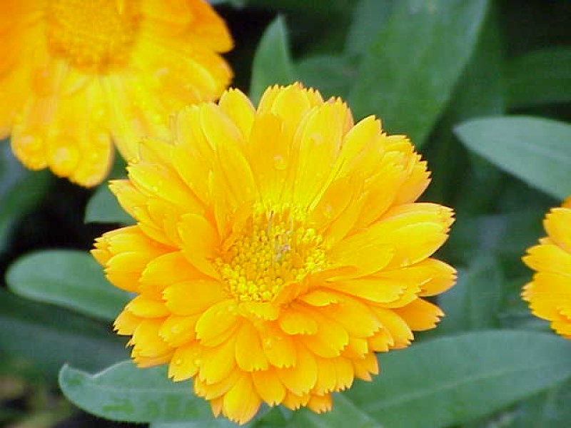 Calendula officinalis