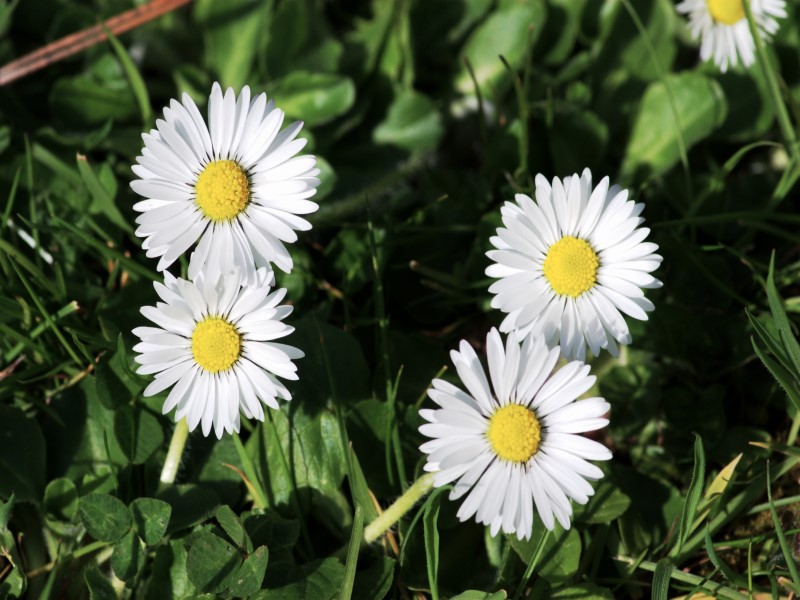 Bellis perennis (Margarita)